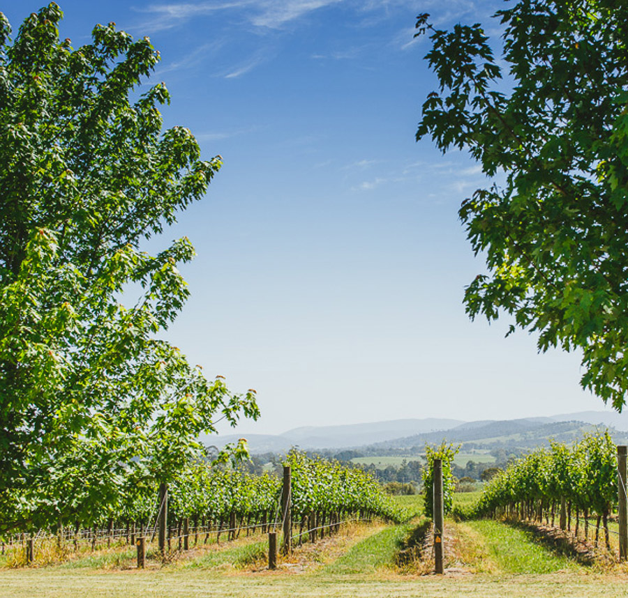 Explore Upper Yarra Valley