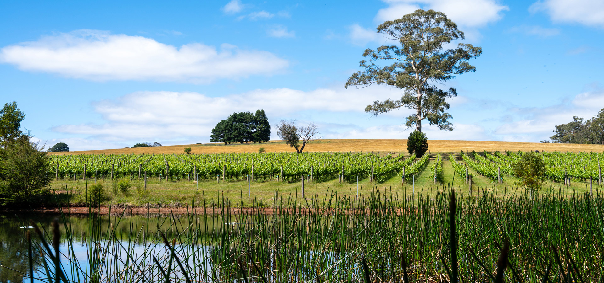 Panoramic vineyard landscape at Warramunda Estate