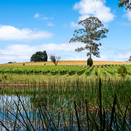 Panoramic vineyard landscape at Warramunda Estate