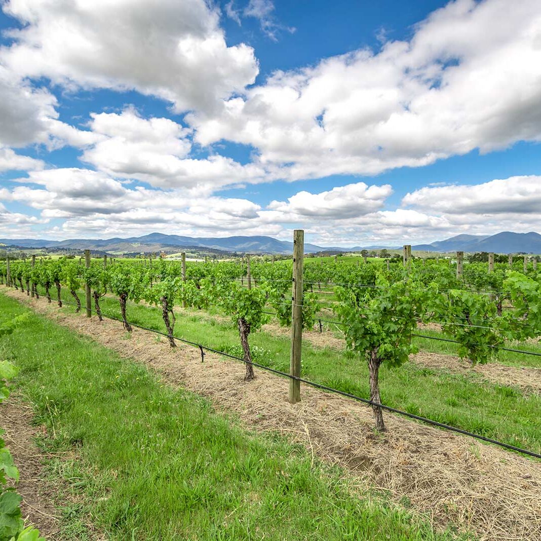 Warramunda Estate Vineyard