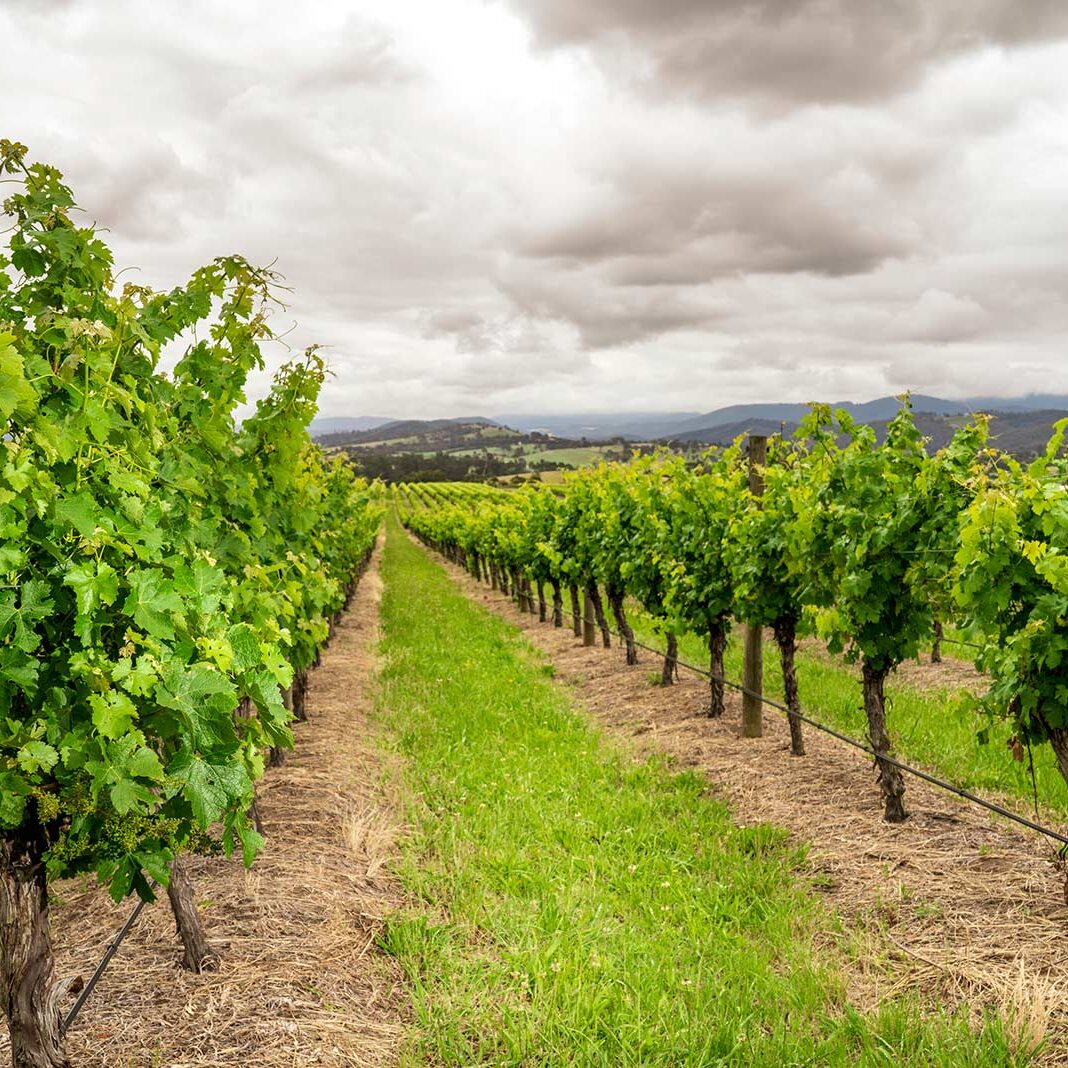 Warramunda Wines Cabernet Vineyard